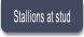 Stallions at stud.